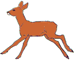 capriolo capriolo