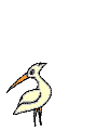 cigno cigno